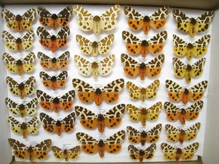 Butterfly collection / Schmetterlingssammlung – Box 24 – Arctia caja MIX