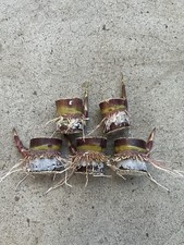 5pcs Rooted Dark Purple Sugarcane Cutting Sweet And Juicy Ready To Plant