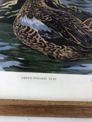 Framed Lynn Bogue Hunt Vintage DuPont Print 1917 Wood Duck Blue Winged Teal - Picture 7 of 14