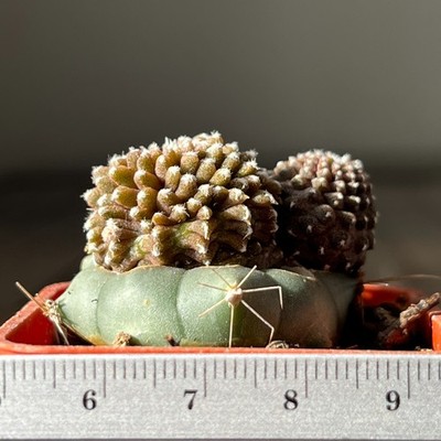 2-1482 Copiapoa barquitensis cv. ''Lizard Skin'', grafted