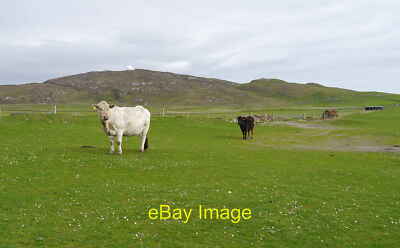 Foto 12x8 Rinder grasend, von Balephuil typisch für einen Großteil von Tiree, niedrig gelegen um 2014