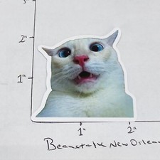 NEW  What Cat Funny Humor Meme Sticker Decal Laptop Skateboard   w/ Tracking  