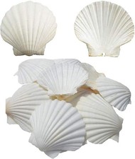 6 PCS Large Natural White Scallop Seashells Crafts Baking Serving 45 Inch