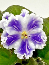 African Violet Plant - VaT Ptitsa Schast'ya (Bird of Happiness) - Std