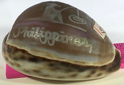 CARVED COWRIE TIGRIS SEASHELL PHILIPPINES SOUVENIR FISHERMAN PALM TREE SEAGULLS