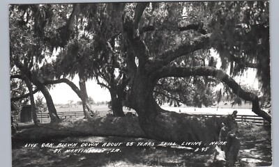 FELLED LIVE OAK TREE st martinville la real photo postcard rppc louisiana