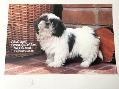 Tzu Dog Kung Fu Shih Tzu Kung Fu Shih Tzu