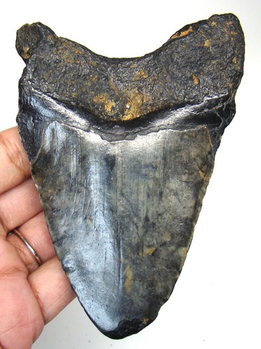 MEGALODON SHARK TOOTH REAL FOSSIL  - 4.26” SHARK TEETH MEG - NO RESTORATIONS