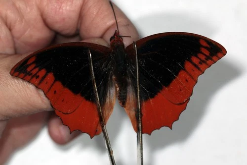 BUTTERFLY. LEPIDOPTERA, CHARAXINAE, CHARAXES PROTOCLEA AZOTA from TANZANIA ***