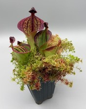 Heliamphora Macdonaldae - Mature Live