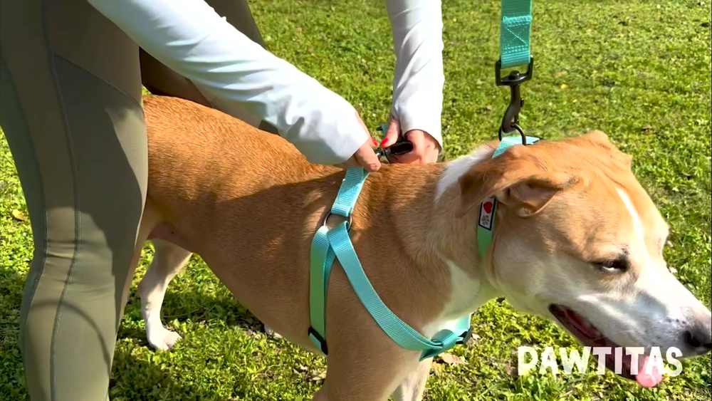 Dog Harness or Puppy Harness available Extra Small Small Medium Large Solid