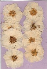 REAL PRESSED FLOWERS 8 IVORY FULL FACE ROSES FOR CARD MAKING & FLORAL CRAFT