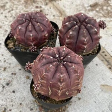 6-7CM Succulent Gymnocalycium mihanovichii day dream random 1pcs