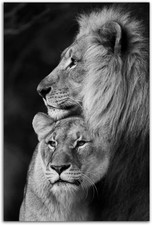 Lion and Lioness Hug Poster Black and White Animal Lion Wall Art Picture Canvas