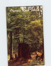 Postcard Olympic Rain Forests Olympic National Park Washington USA