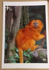 Golden Lion Tamarin on branch PRINT PICTURE POSTER WALL ART HOME DECOR UNFRAMED