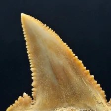 SHARK TOOTH - Palaeocarcharodon orientalis - Paleogene - Oued Zem - MOROCCO BB01