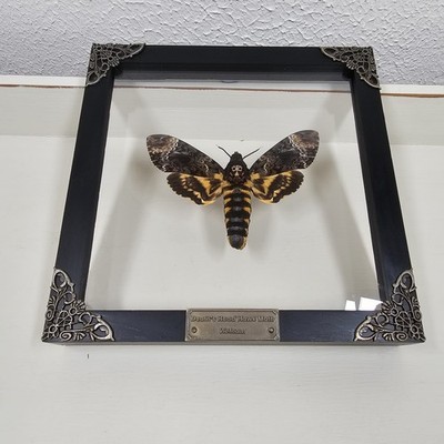 Todeskopf Falkenmotte gerahmt Taxidermie mit Metalldetail