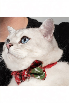 Weihnachten Katze Fliege verstellbar Haustier Halsband mit Glocke Fest Urlaub Zubehör