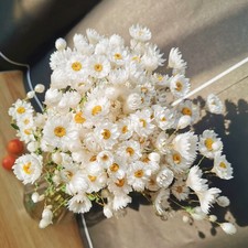 Dried Daisy Flowers Bouquet, 200 Real Dry White Flowers with Stems, 17'' Ger...