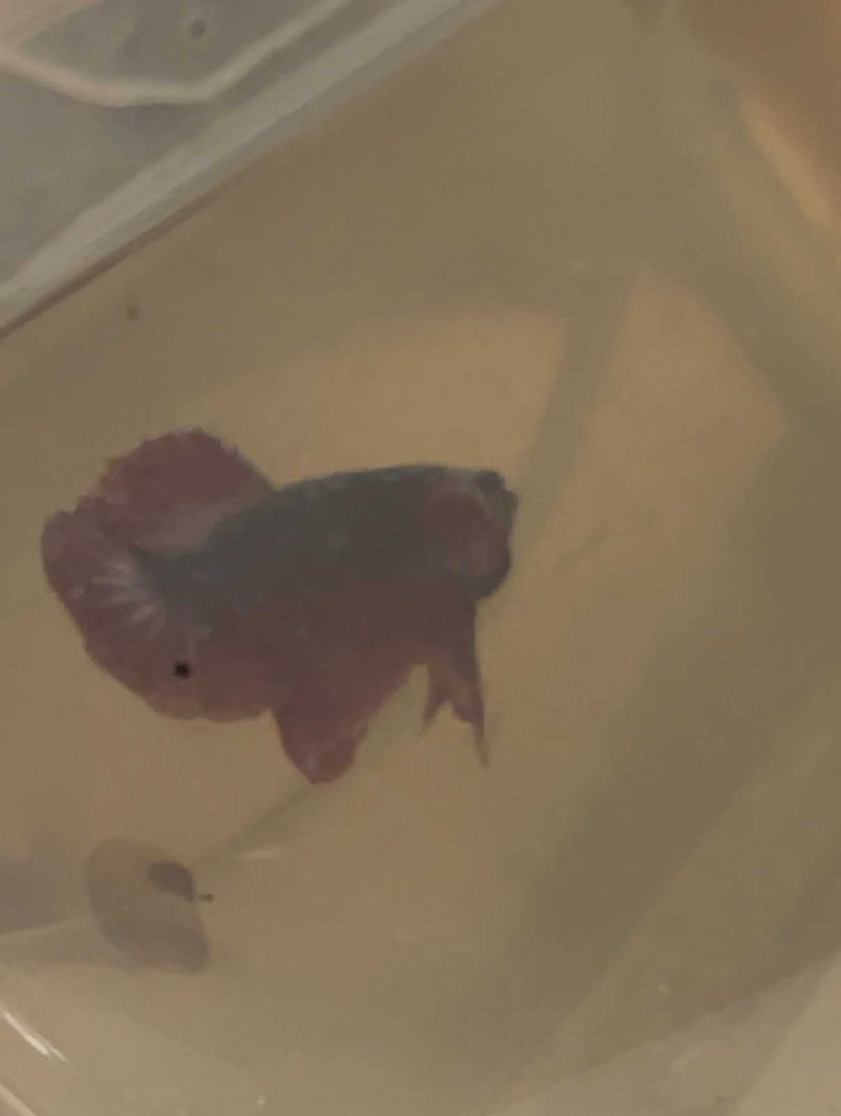 Fancy 55 Gallon Betta Fish Tank Setup