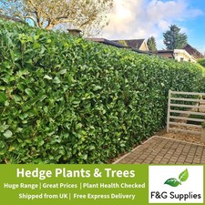 Laurel Evergreen hedge plants low maintenance bare root hedging up to 4ft tall!