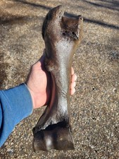 Historic Bison Humerus Bone not a fossil