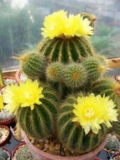 Parodia warasii $$ cacti rare exotic cactus collection notocactus seed 300 SEEDS
