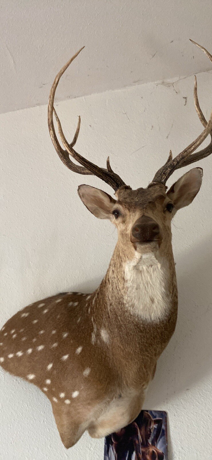 axis deer taxidermy mounts eBay