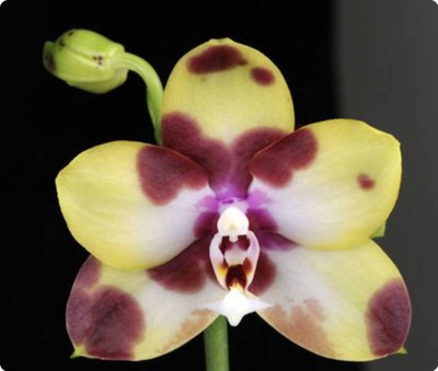 Phalaenopsis Lioulin Moon × Yaphon Dragon Maiden   Rare Hybrid