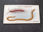 1914 Will's Garden Life Card # 26 Centipedes (Vg/Ex)