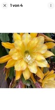 Epiphyllum "Going Bananas " bewurzelte Pflanze zu verkaufen