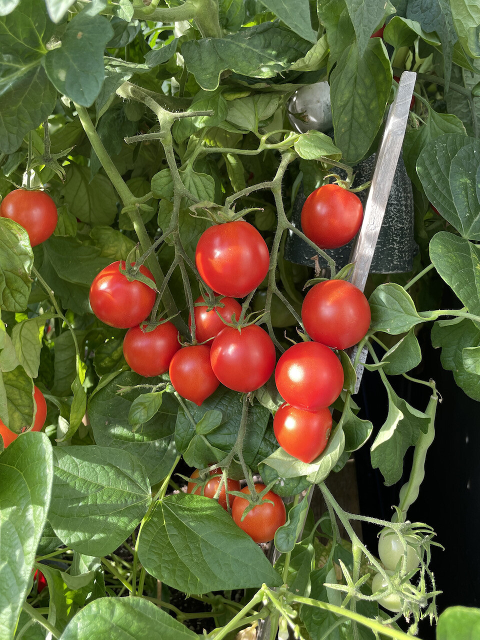 HonigTomate rote Cocktailtomate Miel du Mexique zuckersüße Naschtomate