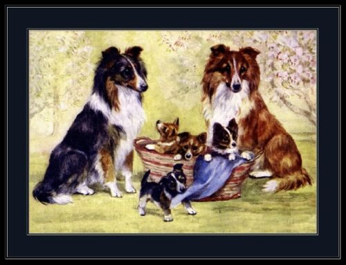 Print Sheltie Shetland Sheepdog Dog Puppy Art Picture - Picture 1 of 1