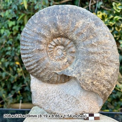 Extrem selten: 8,5'' Schlotheimia complimata Ammonit Fossil, Angulata Zone,
