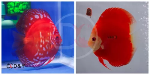 Pack of 2 Live  Discus Fish - Red Panda-Melon -  Size 4in - 4.5in