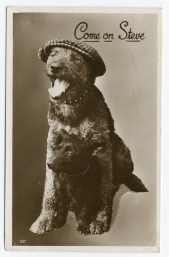 AIREDALE AND SCOTTISH TERRIER  OLD DOG PHOTO POSTCARD - Picture 1 of 2