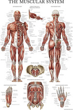 Muscular System Anatomical Poster Muscle Anatomy Chart