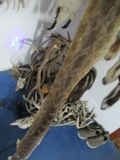 BULL snake  SHED SKIN snake shed  NICE 56 IN. Z7