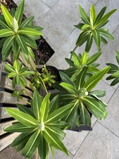Euphorbia x pasteurii  John Phillips - 2L pot | Tropical | Exotic