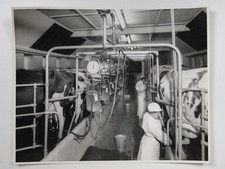 Gascoigne High Level Herringbone Milking Parlour Cows Reading c1950s VTG Photo