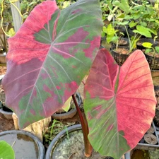 Colocasia Live Bulb Nubdaw Tuber New Hybrid Free Phytosanitary Certificate