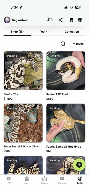 Ball python Desert Ghost TSK collection, moving out of country. $35k invested
