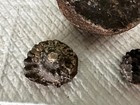 Group Of Fossils — photo 4