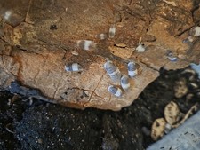 Isopod CUBARIS "Panda King" 10ct MIX SIZE