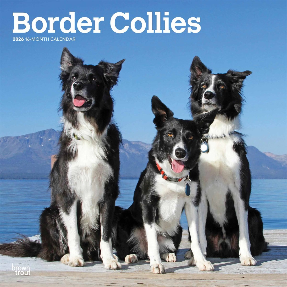 Border Collies Calendar 2026, Wall Calendars, Month To View, Dogs, Gift