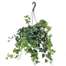 English Ivy Hanging Basket, 8-Inch Live Plant, Trailing Foliage for Home Decor