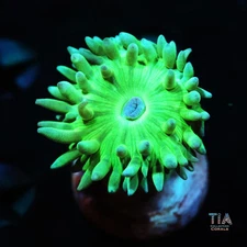 Aussie fathead duncan - NOT WYSIWG | Live LPS Coral | Aquacultured