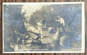 Original Exaggeration “Real” Photo Postcard. Huge Fruit. Posted In 1908