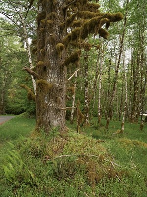 Olympic National Park Washington 2018 Moss Covered Tree Stubs Rain Forest